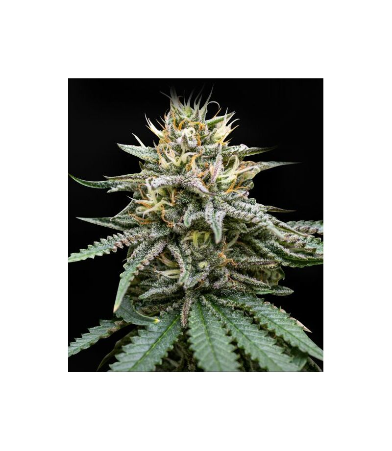 Super Auto Strawberry, Фасовка: 5